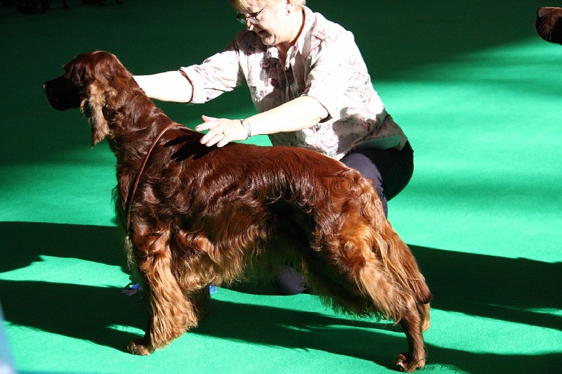 Crufts2011 083.jpg